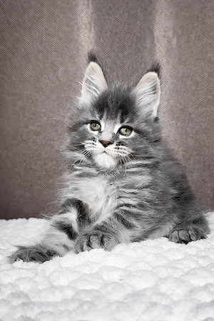 Prachtvoller Maine-Coon-Mix Kater (5 Monate) | Kinderlieb & Bestens Sozialisiert! Bild 2