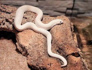 Heterodon Nasicus Toxic Superconda DNZ 23 Zuchtpaar 