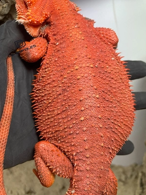 Bartagamen Weibchen (Pogona vitticeps) half red Monster half extreme red partial Trans het Hypo