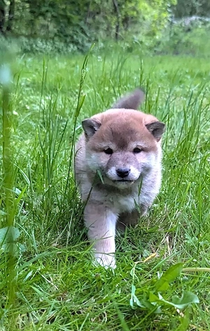 Shiba Inu Welpen