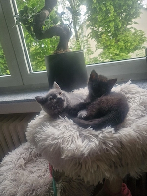 Bkh-kitten 