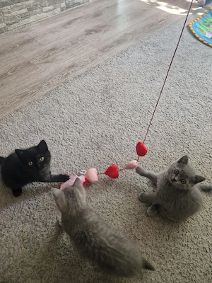 Bkh-kitten 