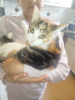 Kitte zu verkaufen 4 monate alt 