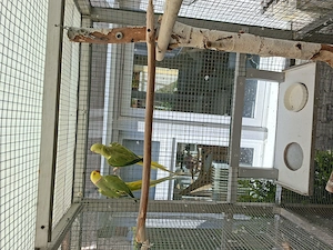 Halsbandsittiche Bild 4