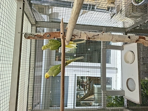 Halsbandsittiche Bild 3