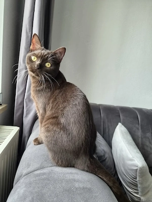 BKH-Kater männlich schokobraun 