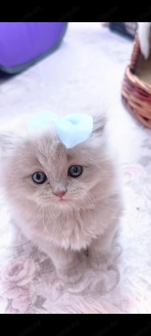 Wunderschöner Britisch Langhaar Kater lilac sucht liebevolles Zuhause   