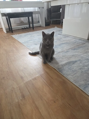 katze mit zubehorde