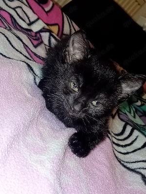 BKH kitten in der Farbe schwarz Mädchen  Bild 2