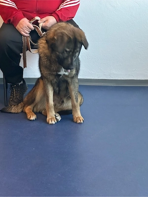 Hirtenhund, ca. 1 Jahr   sucht liebe Familie zu verschenken Bild 3