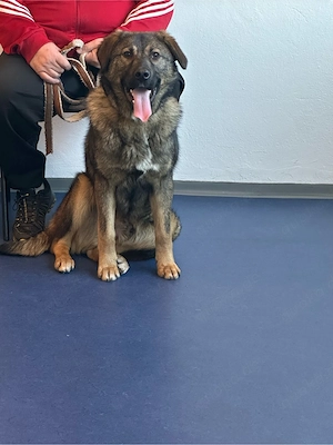 Hirtenhund, ca. 1 Jahr   sucht liebe Familie zu verschenken Bild 4