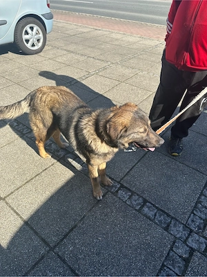 Hirtenhund, ca. 1 Jahr   sucht liebe Familie zu verschenken Bild 5
