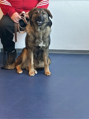 Hirtenhund, ca. 1 Jahr   sucht liebe Familie zu verschenken Bild 2