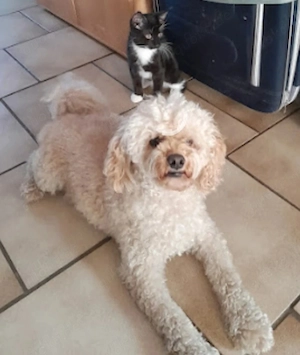 Zwergpudel,Reinrassig  Rüde,Familienhund, Aprikot,Creme Farben Bild 8