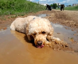 Zwergpudel,Reinrassig  Rüde,Familienhund, Aprikot,Creme Farben Bild 6