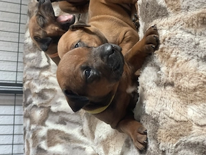 9 Rhodesian Ridgeback Welpen 