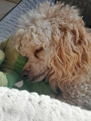 Zwergpudel,Reinrassig  Rüde,Familienhund, Aprikot,Creme Farben Bild 7