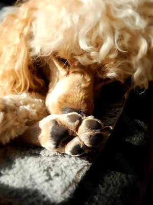 Zwergpudel,Reinrassig  Rüde,Familienhund, Aprikot,Creme Farben Bild 5