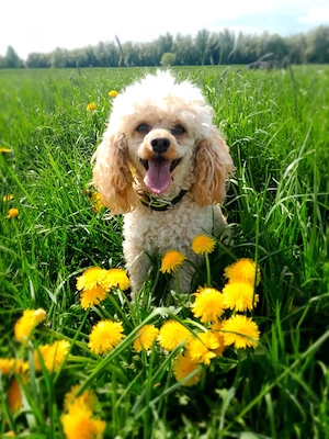 Zwergpudel,Reinrassig  Rüde,Familienhund, Aprikot,Creme Farben