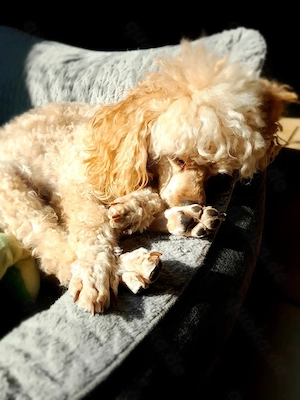Zwergpudel,Reinrassig  Rüde,Familienhund, Aprikot,Creme Farben Bild 10