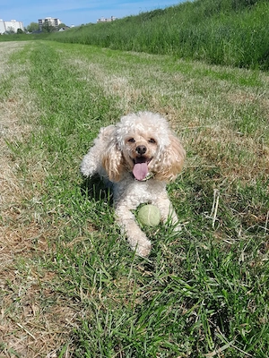 Zwergpudel,Reinrassig  Rüde,Familienhund, Aprikot,Creme Farben Bild 3