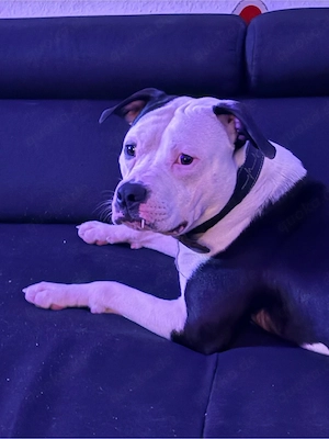 america bulldog x american bully 