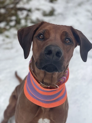 9 Rhodesian Ridgeback Welpen 