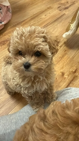 Zuckersüße Maltipoo Hündin 