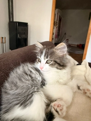 Niedliches Langhaar-Katzenbaby