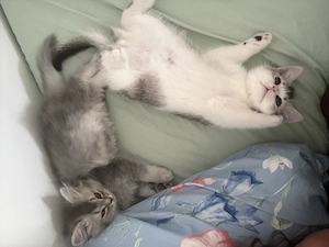 Britisch kitten Mädchen und Junge