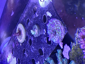 Acropora Ableger  sps Steinkoralle