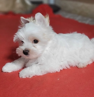 Golddust Yorkshire Terrier Rüde