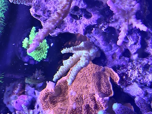 Acropora Sps ableger 