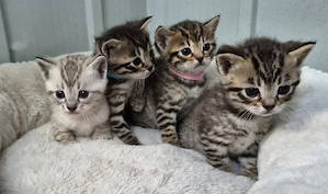 Bildschöne Bengal   Bkh-Siam Mix Kitten