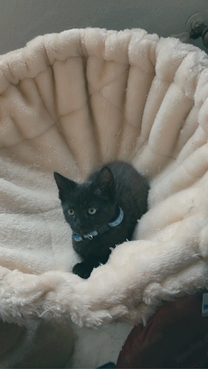Maine coon mix Kitten