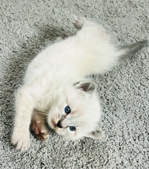 Ragdoll x BKH Kitten 