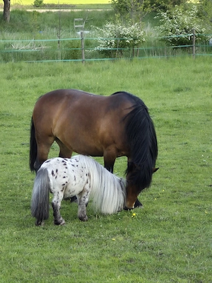 schicker Mini Hengst