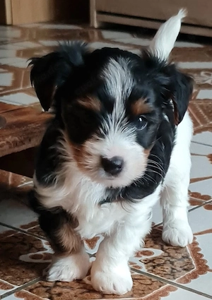 Yorkshire-terrier 
