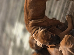 Reinrassige Ridgeback Welpen Abgabebereit