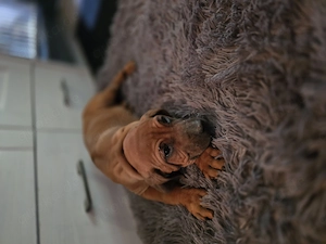 Reinrassige Ridgeback Welpen Abgabebereit