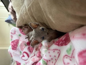 Wunderschöne Sphynx Kitten suchen ein Zuhause 