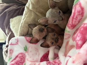 Wunderschöne Sphynx Kitten suchen ein Zuhause 