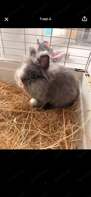 kanimchen abzugeben 