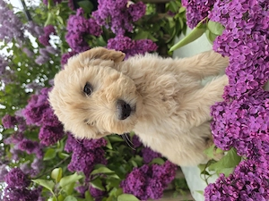 Goldendoodle F1 Welpen
