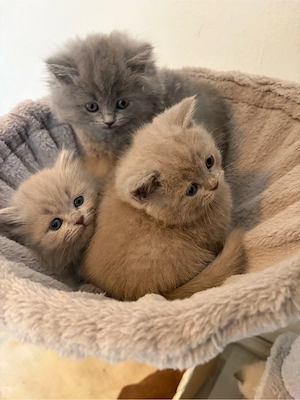 BKH und BlH Kitten 