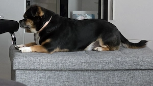 Mischlingshund