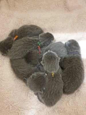  Süßen Kitten Russisch Blau reinrassig 