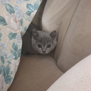 BKH Kitten  Bild 3