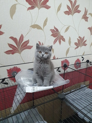 BKH Kitten  Bild 2