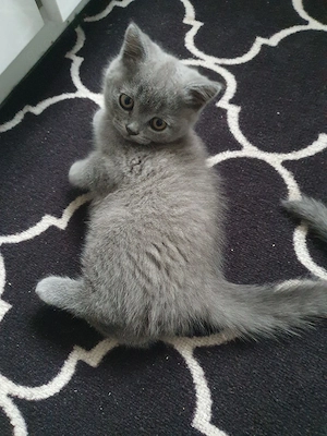 BKH Kitten  Bild 4